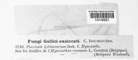 Puccinia liliacearum image